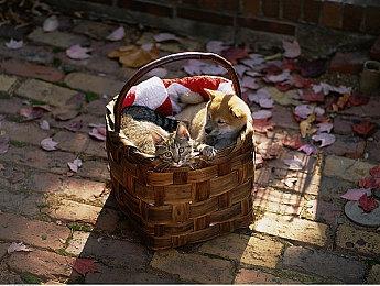 传暴雪钦定Nexon发行《守望先锋》手游和《星际争霸》新作